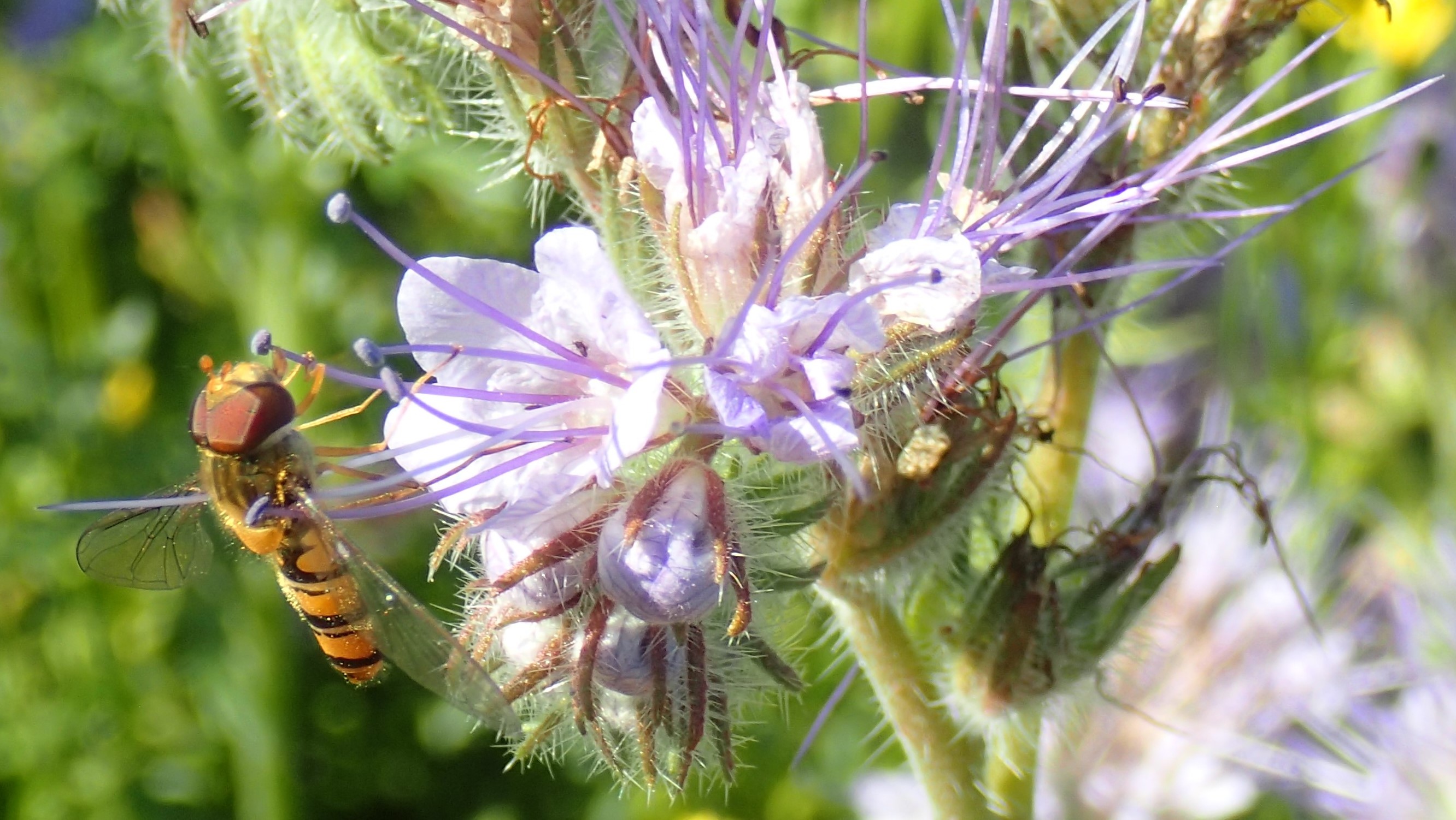 Blomsterflue sittende på blomstrende honningurt