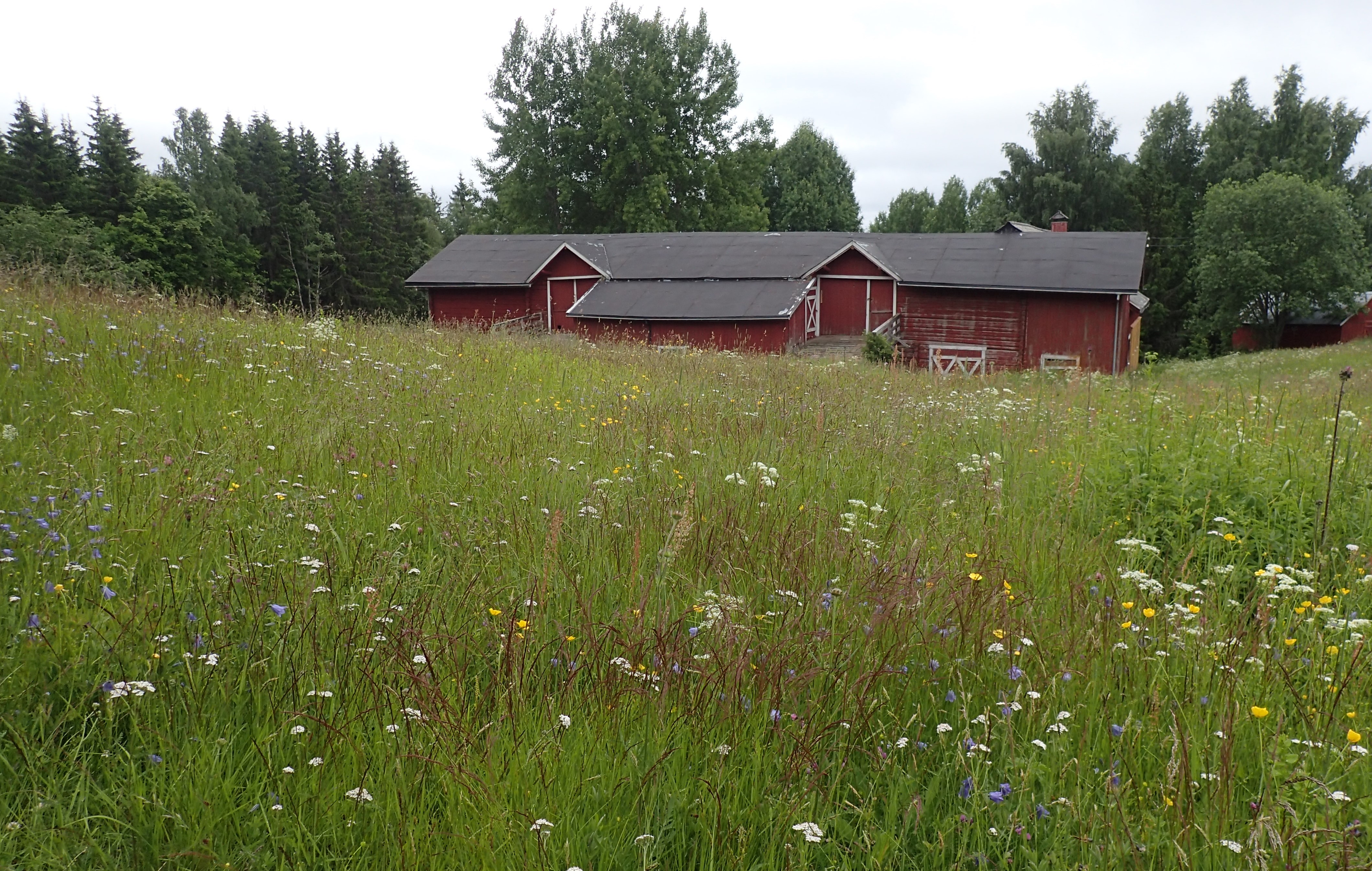 Blomstereng i forgrunnen, i bakgrunnen en langstrakt, lav, rød låve med to låvebruer.