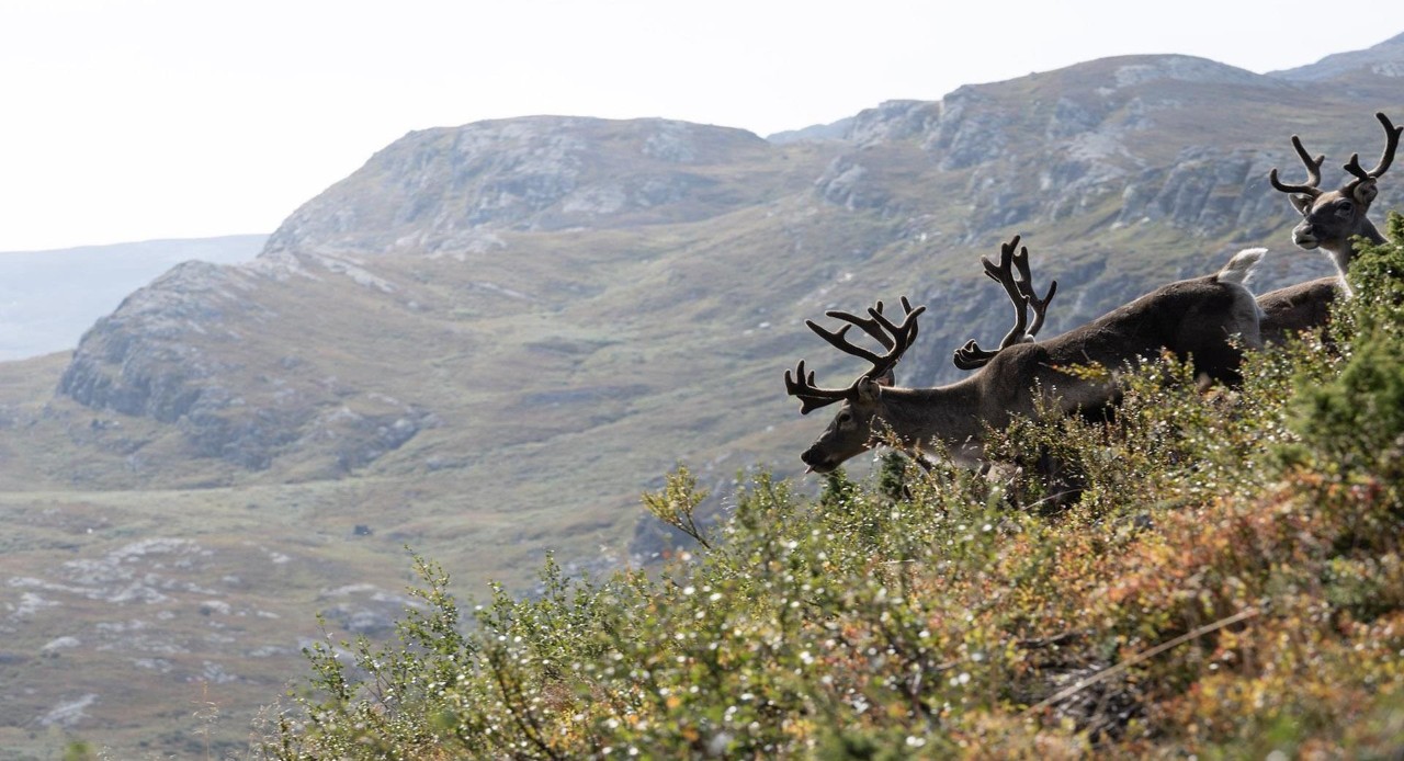 Reinsdyr på veg nedover ei bratt fjellside med låg vegetasjon. Høge fjell i bakgrunnen.