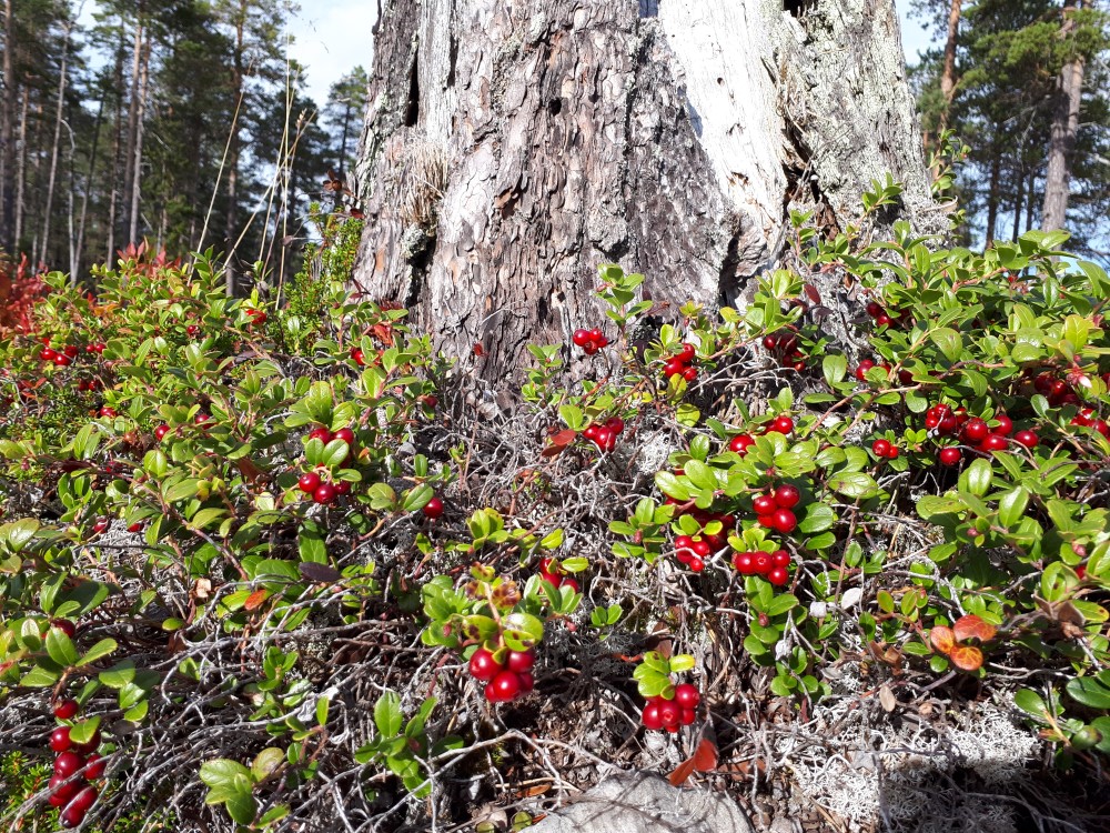 Tyttebærlyng med bær rundt en gammel stubb