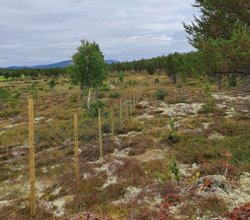 Trådgjerde i utmark