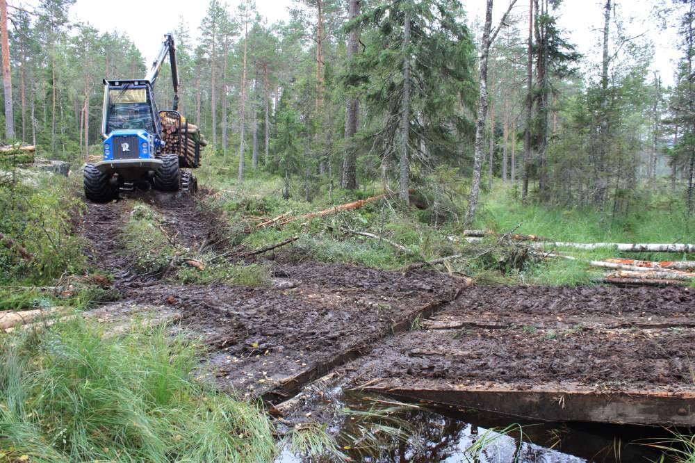 Masking ute i skog