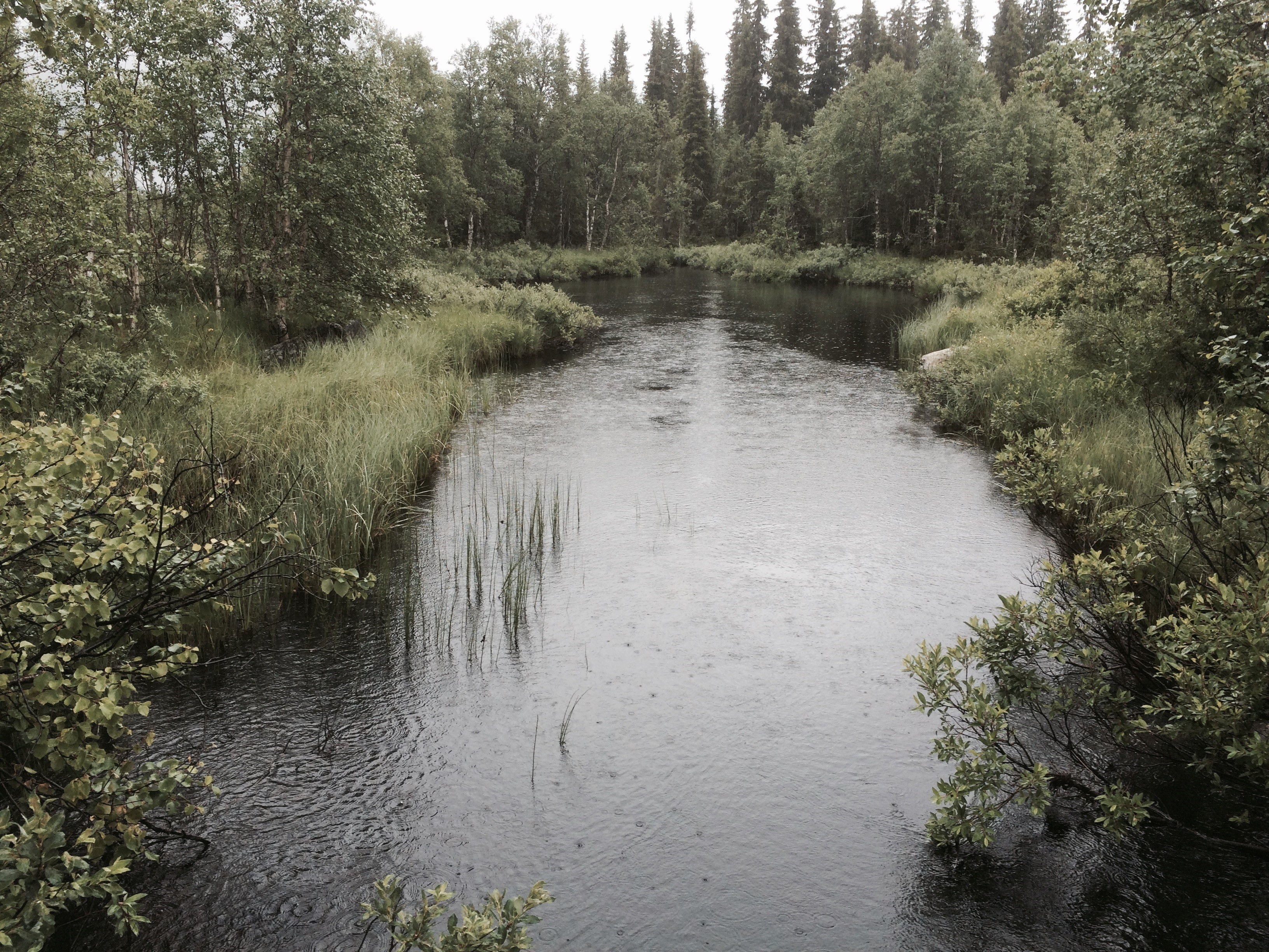 Kantsone langs vassdrag