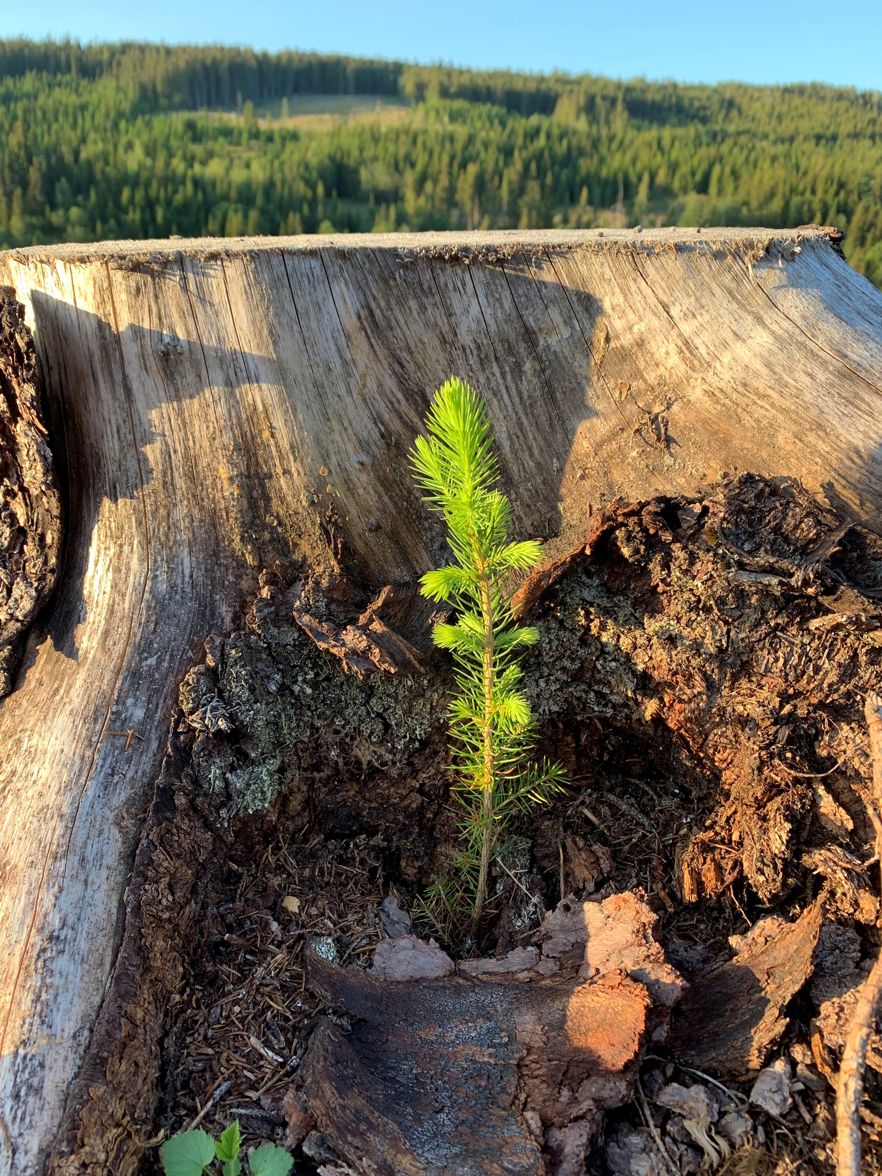 Granplante plantet inntil stubbe