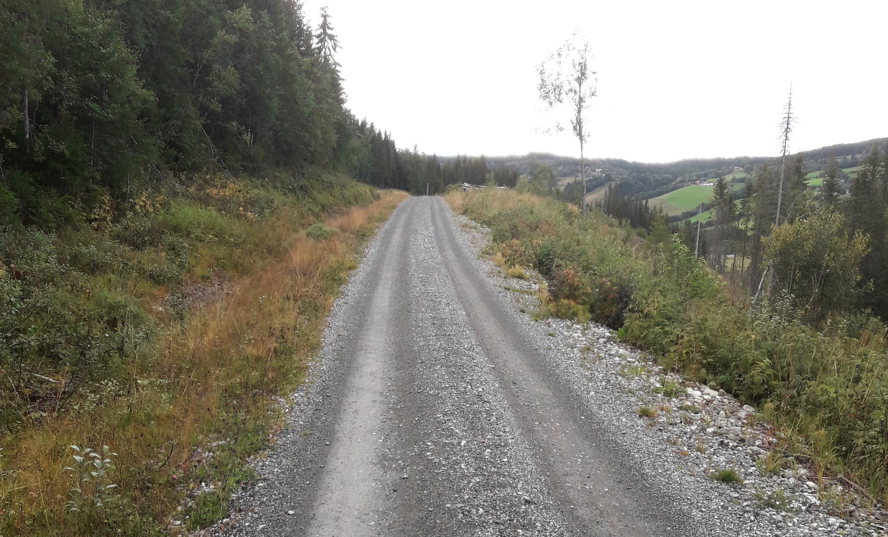 Bilde av en skogsbilveg