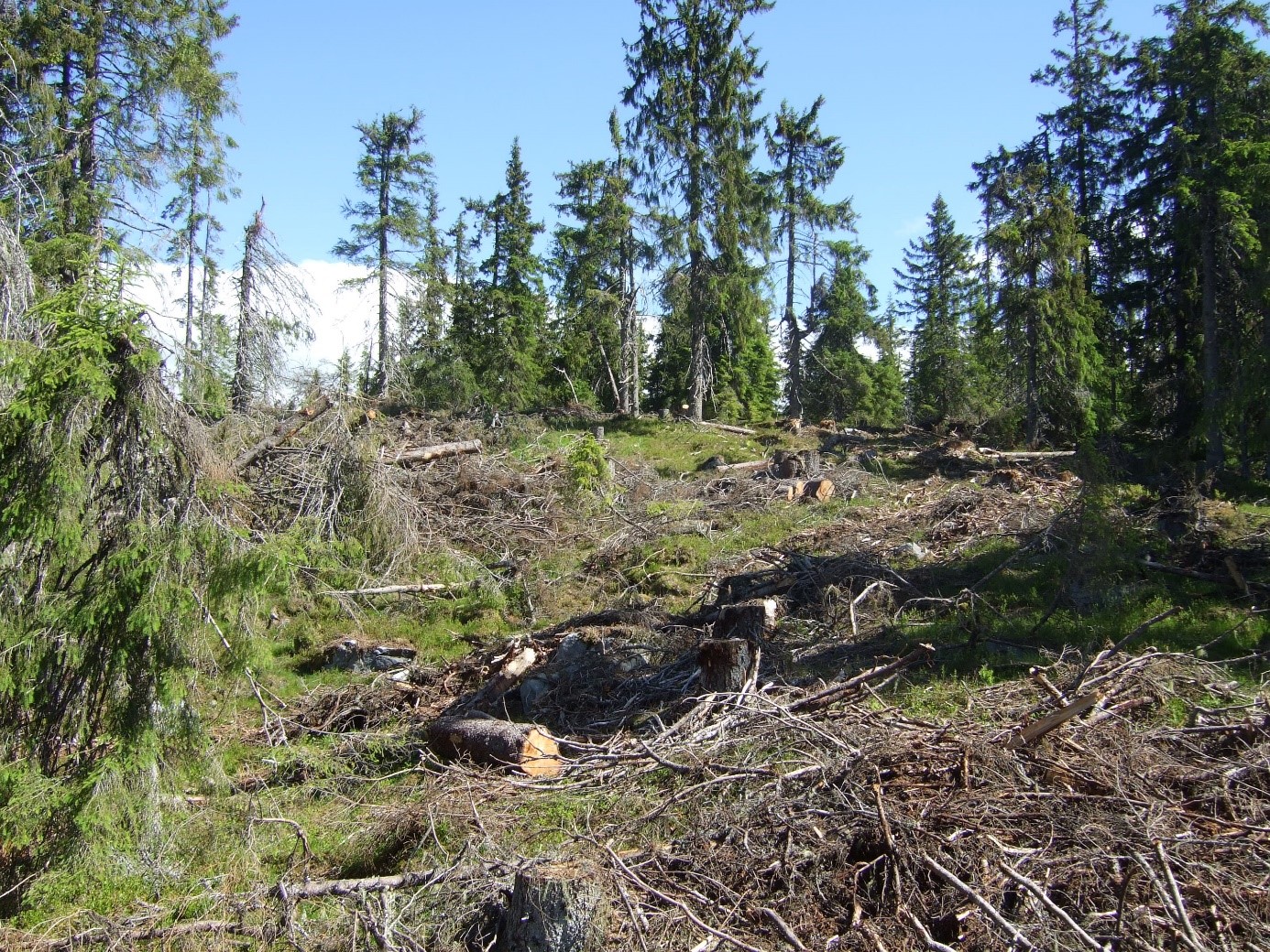 Gjennomhogst i fjellskog