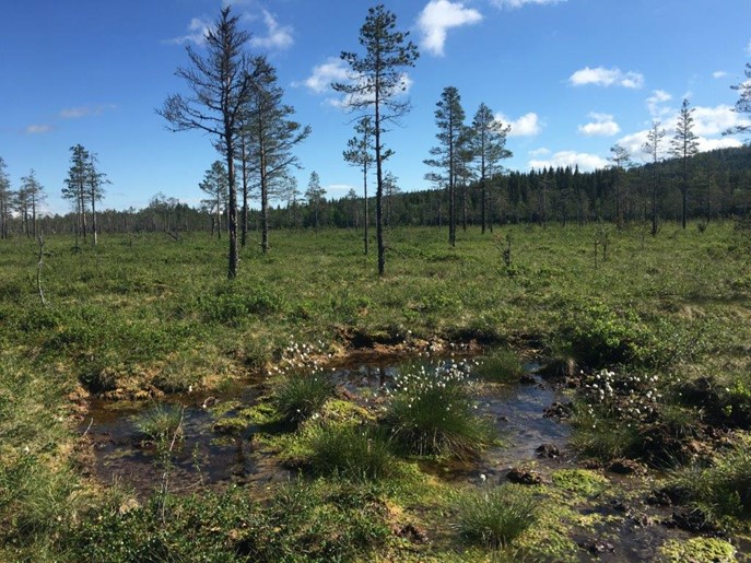 Foto av myr