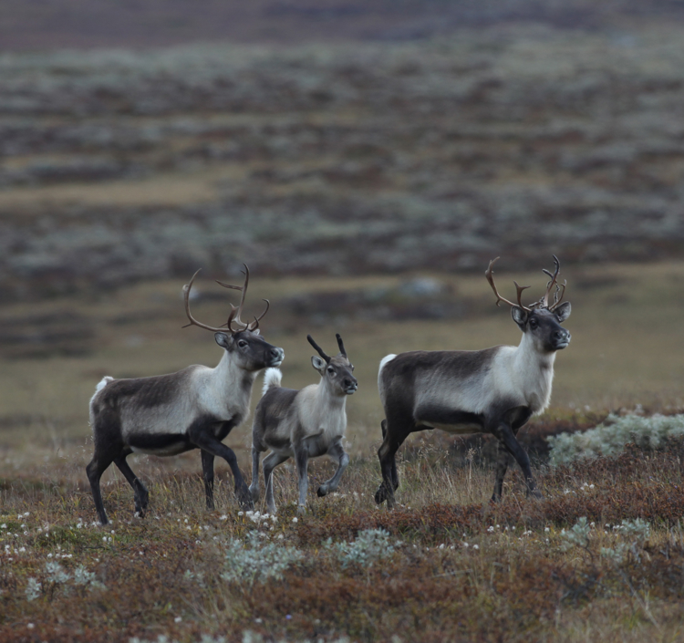 Villrein som trekker i Rondane