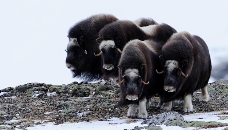 Moskusflokk p&aring; Dovre. Foto: Bj&oslash;rn Rangbru.