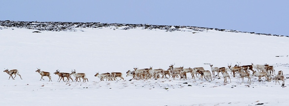 Villreinflokk på Snøhetta. Foto: Bjørn Rangbru Villreinflokk på Snøhetta. Foto: Bjørn Rangbru