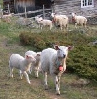 Illustrasjonsfoto