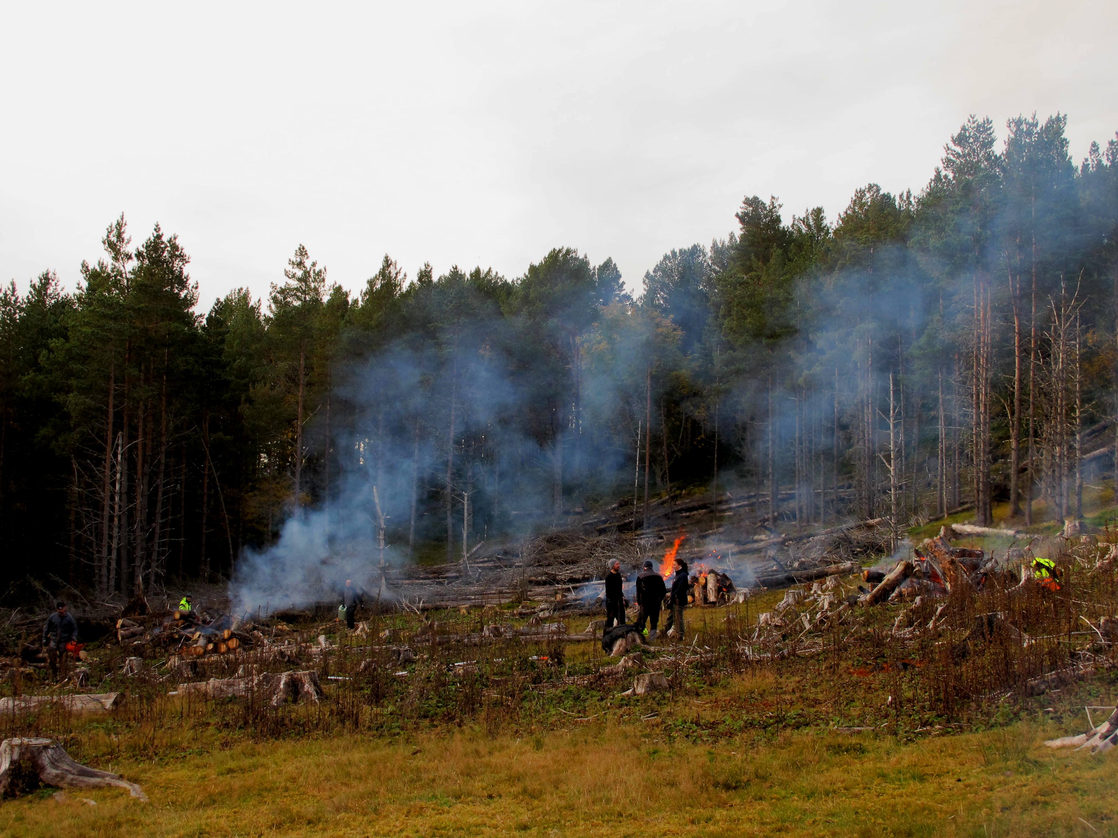 Brenning av sitkagran p&aring; R&oslash;st&oslash;ya, Hemne.