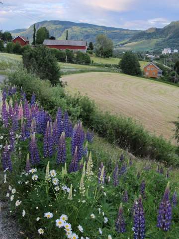 Lupiner spredt fra hager og utsåinger fra vegvesenet fortrenger prestkrager og andre vegkantblomster.