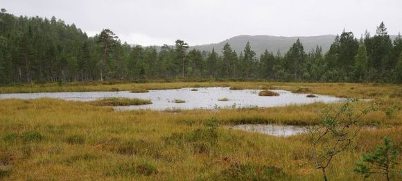 Dam med storsalamander. Foto: Bjørn Rangbru Dam med storsalamander. Foto: Bjørn Rangbru