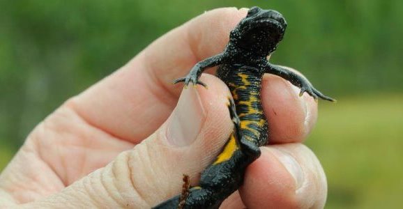 Storsalamander. Foto: Bjørn Rangbru Storsalamander. Foto: Bjørn Rangbru