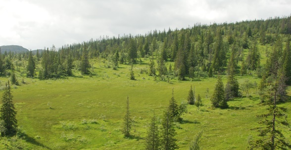 Slåttemyr. Foto: Anders Lyngstad Slåttemyr. Foto: Anders Lyngstad