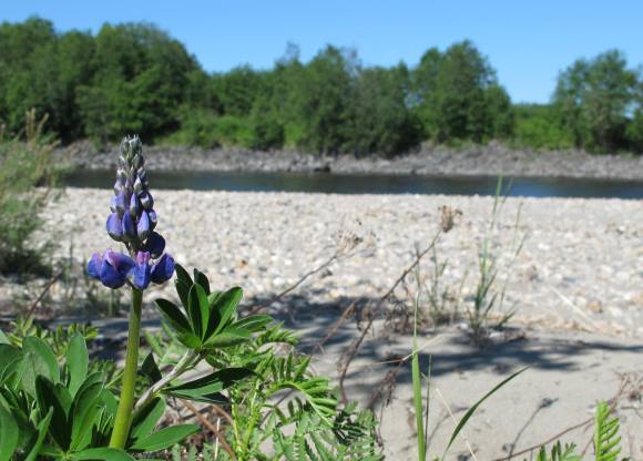 Her ser vi to av truslene mot elvesandjegeren og det rike insektlivet langs elvene våre, hagelupin og forbygging. Kregnesodden, Gaula. Foto: Beate Sundgård. Her ser vi to av truslene mot elvesandjegeren og det rike insektlivet langs elvene våre, hagelupin og forbygging. Kregnesodden, Gaula. Foto: Beate Sundgård.